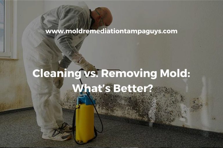 Gallery image 3 — mold removal Ybor City