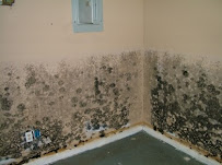 Gallery image 7 — certified mold assessor Tampa Bay