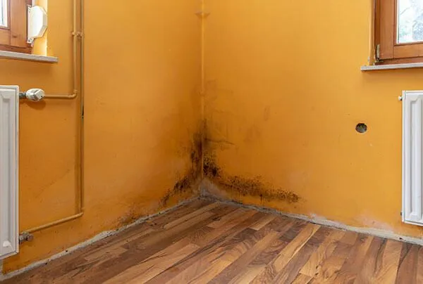 Gallery image 5 — commercial mold removal in Brandon