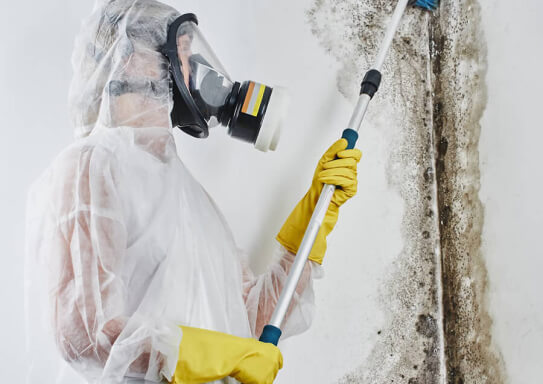 Gallery image 1 — mold testing Tampa