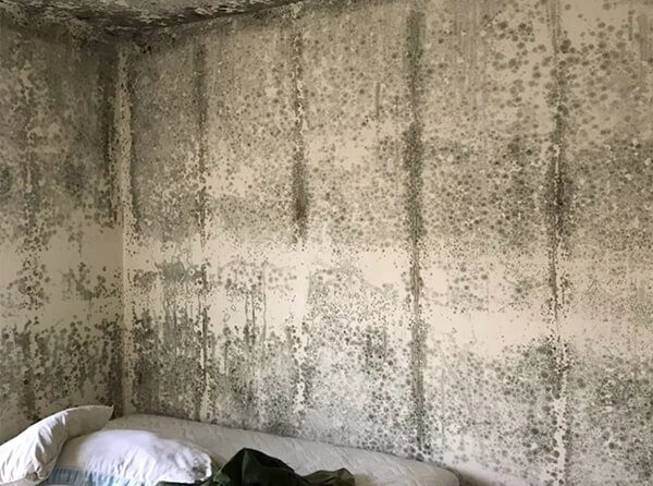 mold testing Tampa