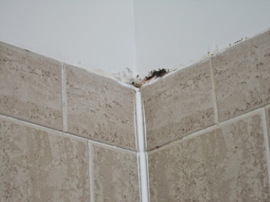 About mold sensitive client testing Tampa Bay