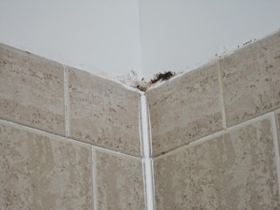 mold sensitive client testing Tampa Bay