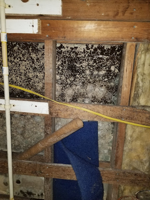 same day mold analysis Tampa