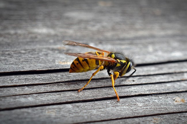 Red Rock Pest Control