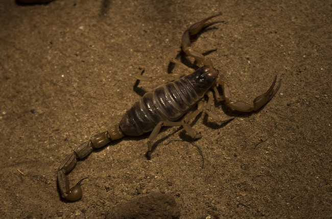 Gallery image 1 — las vegas valley pest control