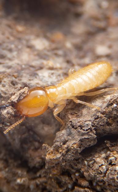 Gallery image 5 — las vegas valley pest control