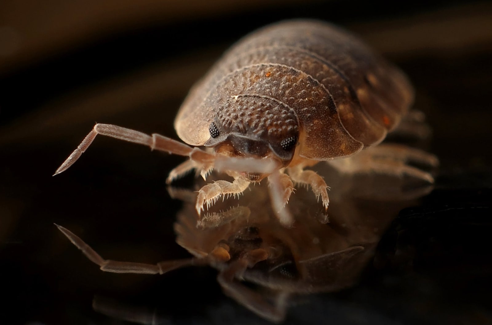 Gallery image 6 — las vegas valley pest control
