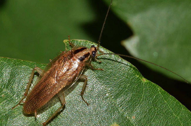 Gallery image 9 — las vegas valley pest control