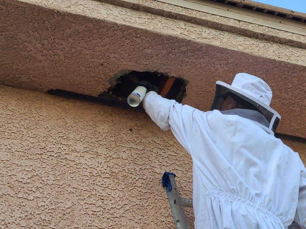 Gallery image 8 — termite treatment Las Vegas