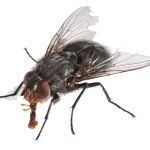 Gallery image 1 — affordable pest control Boulder City