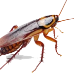Gallery image 3 — affordable pest control Boulder City