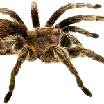 Gallery image 4 — affordable pest control Boulder City