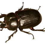 Gallery image 5 — affordable pest control Boulder City