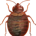 Gallery image 6 — affordable pest control Boulder City