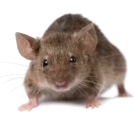 Gallery image 7 — affordable pest control Boulder City