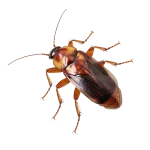 Gallery image 11 — affordable pest control Boulder City