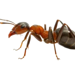 Gallery image 12 — affordable pest control Boulder City