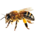 Gallery image 9 — affordable pest control Boulder City