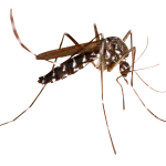 Gallery image 10 — affordable pest control Boulder City