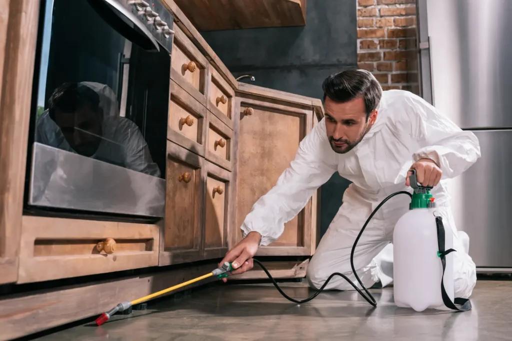 affordable pest control Boulder City