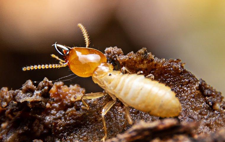 Gallery image 1 — termite control near me