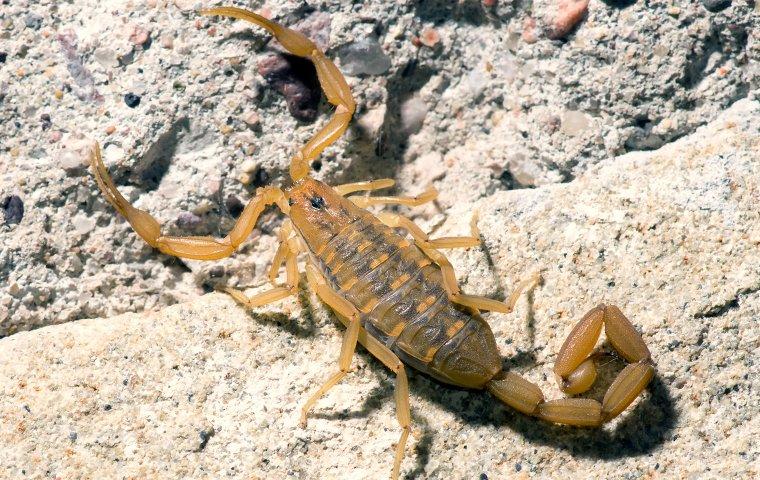 Gallery image 2 — termite control near me