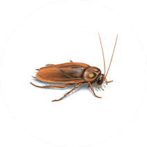 Gallery image 2 — pest control San Antonio