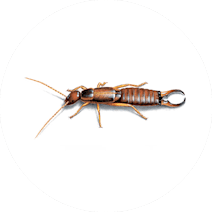 Gallery image 2 — wildlife removal San Diego