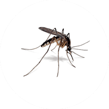 Gallery image 12 — wildlife removal San Diego