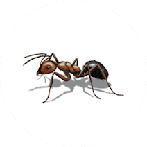 Gallery image 10 — wildlife removal San Diego