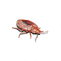 Gallery image 14 — wildlife removal San Diego