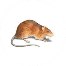 Gallery image 15 — wildlife removal San Diego