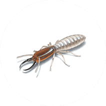 Gallery image 16 — wildlife removal San Diego
