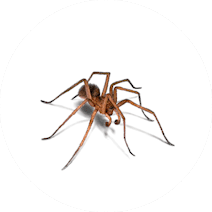 Gallery image 19 — wildlife removal San Diego