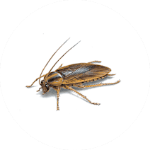 Gallery image 21 — wildlife removal San Diego
