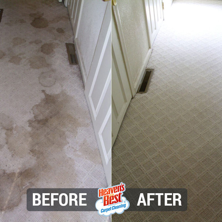 dry in 1 hour carpet cleaning Orlando