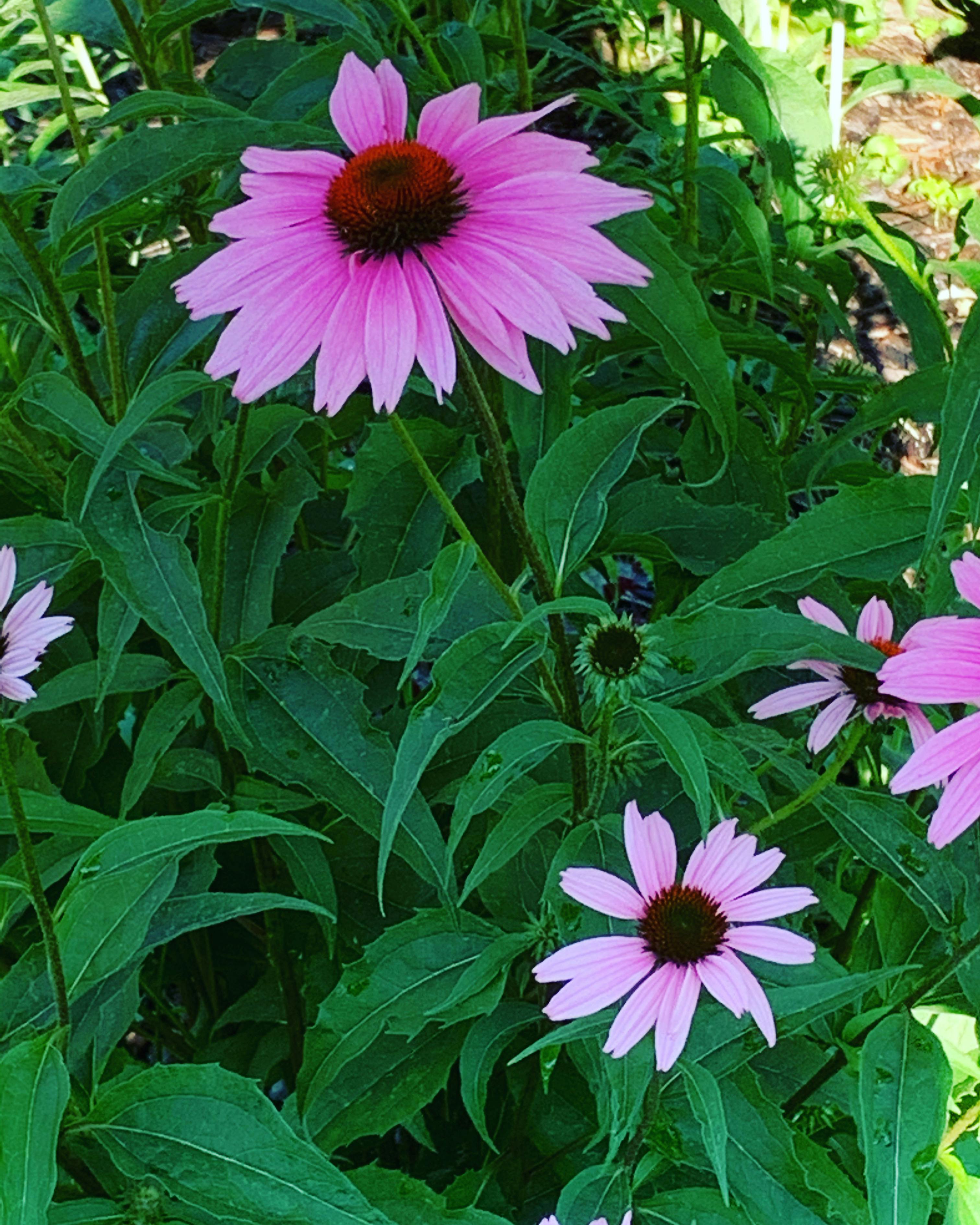 Gallery image 5 — carpet cleaning Orlando