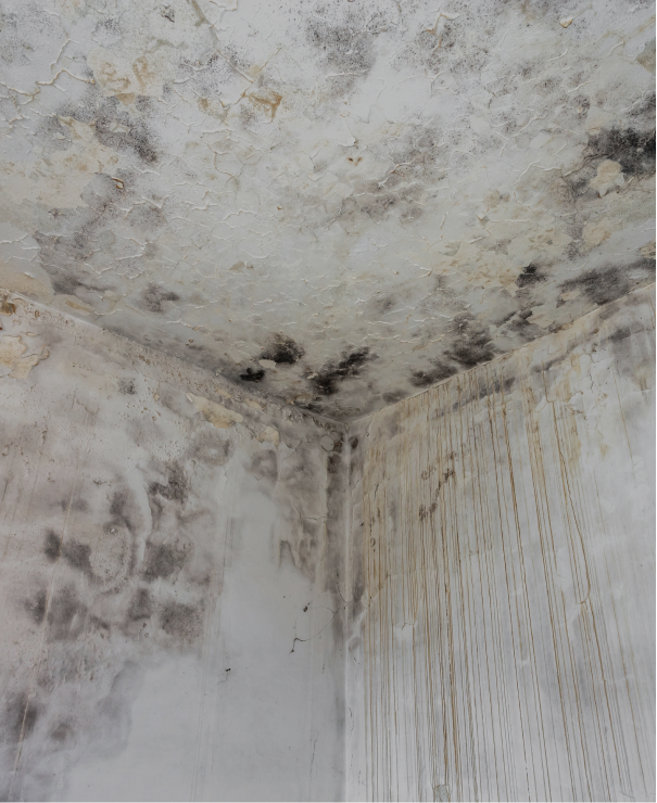 Gallery image 3 — mold remediation for schools Tampa Bay