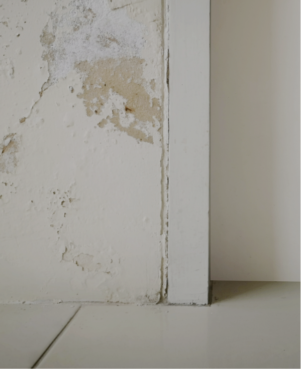 mold remediation for schools Tampa Bay