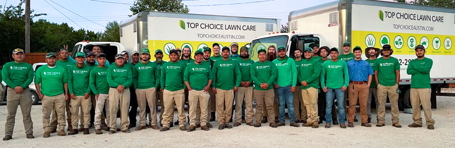 tree trimming Austin