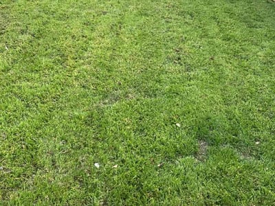 Gallery image 4 — leaf removal in Austin