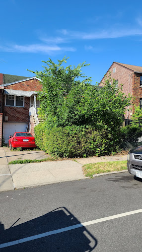 Gallery image 5 — yard clean up Bronx