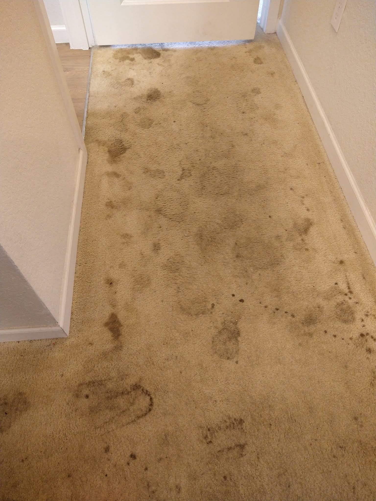 Gallery image 7 — Izzy Does It Carpet Cleaning