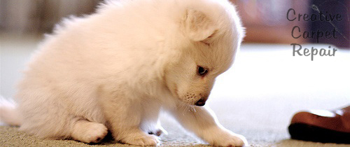 wool carpet repair Orlando