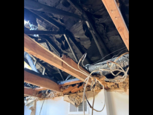 Gallery image 8 — sewage backup cleanup Farmers Branch