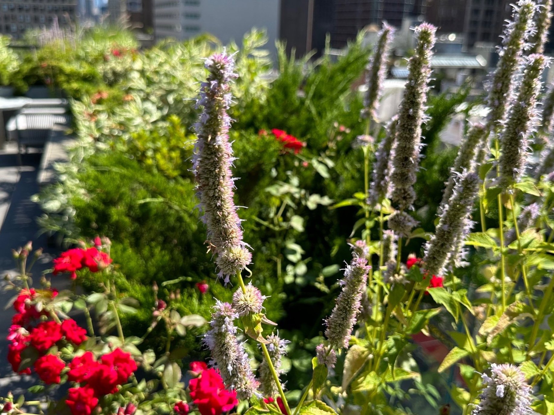 Gallery image 2 — NYC landscape lighting