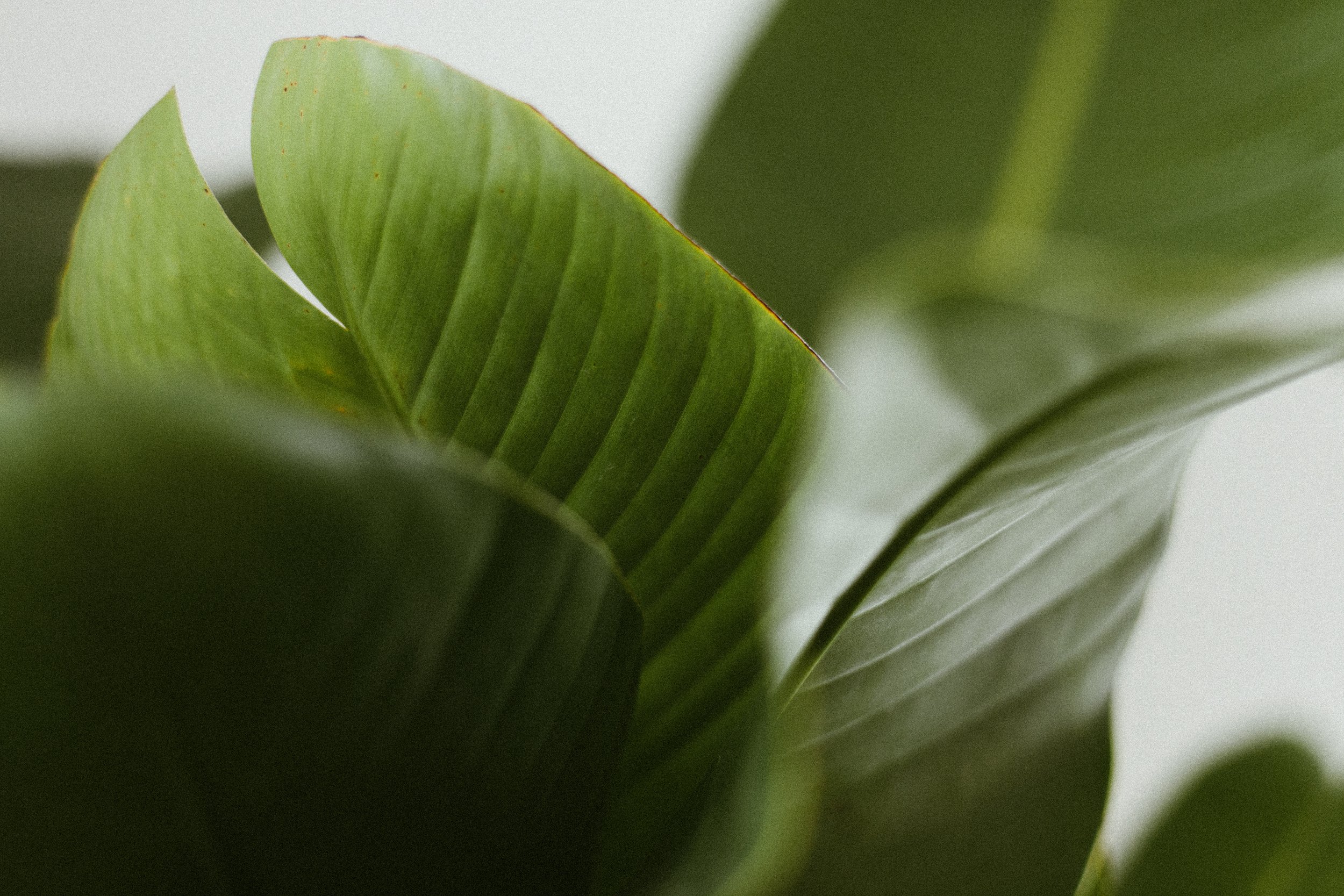 Gallery image 8 — landscape maintenance New York City