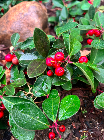 Gallery image 1 — street planting installation near me