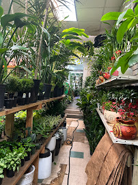 low light indoor plants MD